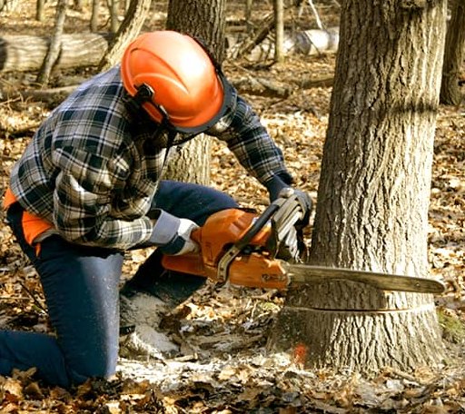 Tree Removal in Manchester, MD